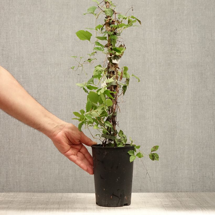 Spécimen de Clématite - Clematis White Pearl Pot de 2L/3L tel que livré en été