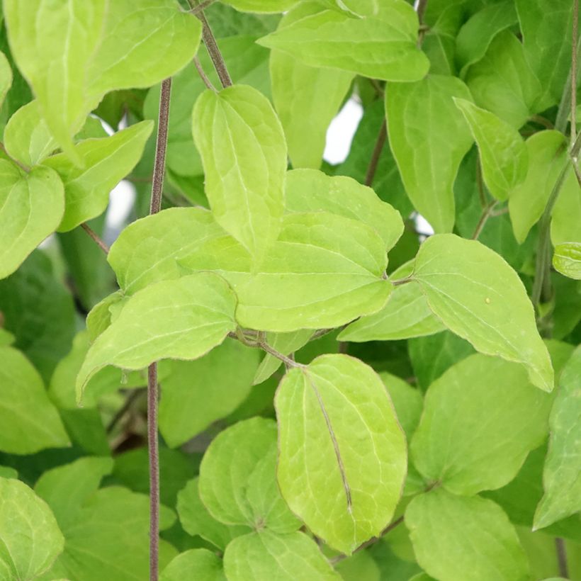 Clématite - Clematis Yukikomachi (Feuillage)