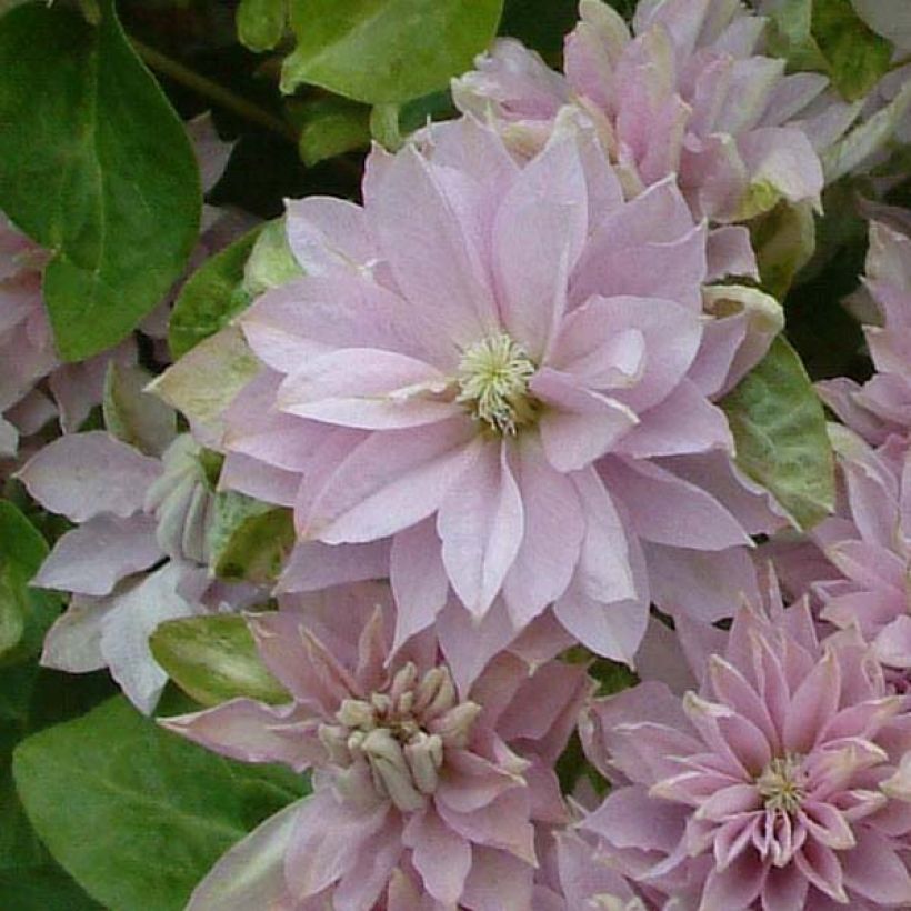 Clématite - Clematis Dancing Queen (Floraison)