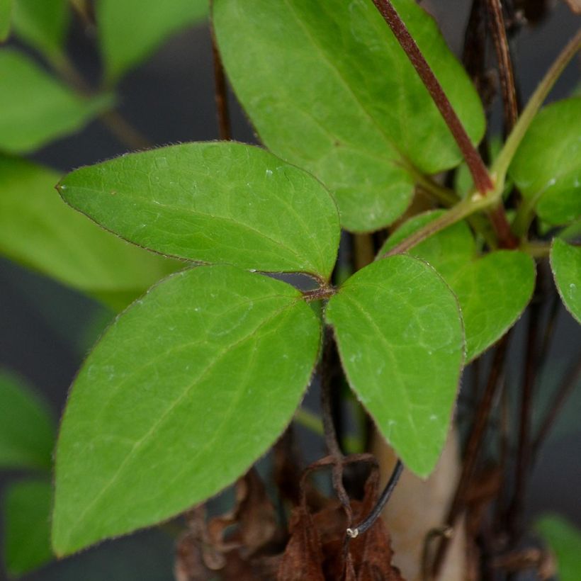 Clématite - Clematis Diamantina (Feuillage)