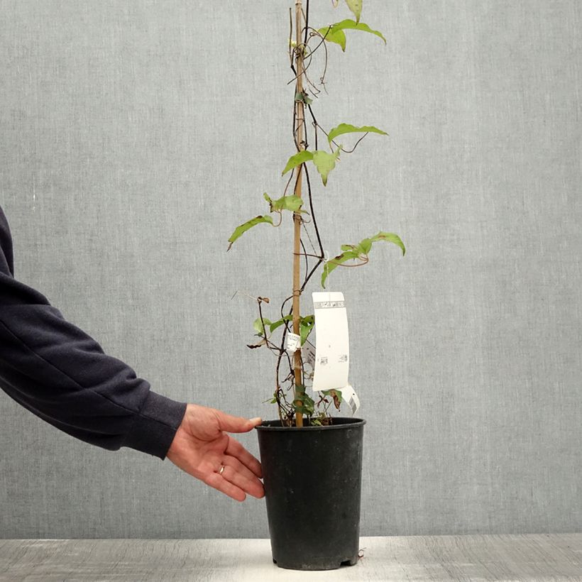 Spécimen de Clématite Etoile De Malicorne Pot de 2L/3L tel que livré en été