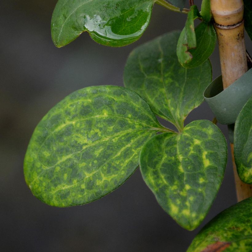 Clématite - Clematis Hanagurama (Feuillage)