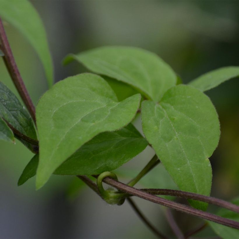 Clématite - Clematis Hendryetta (Feuillage)