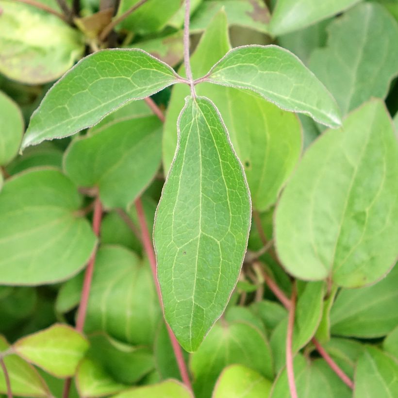 Clématite Henryi (Feuillage)