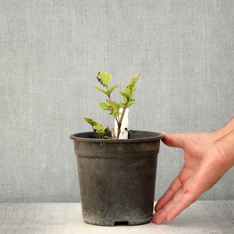 Spécimen de Clématite herbacée - Clematis heracleifolia China Purple - Pot de 2L/3L tel que livré en été