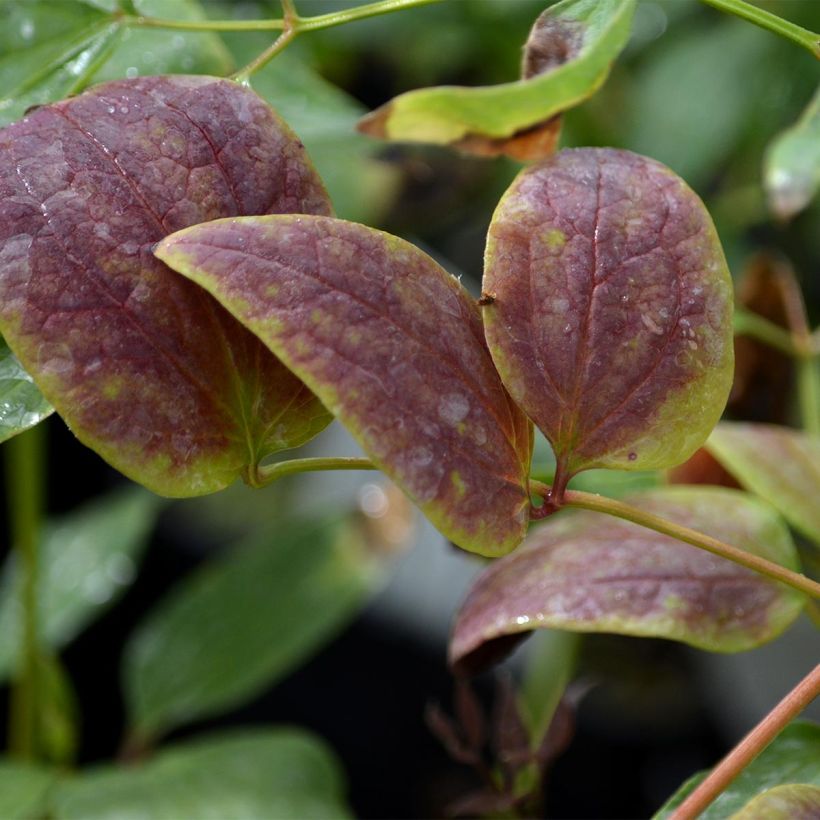 Clématite Herbacée Recta Purpurea (Feuillage)