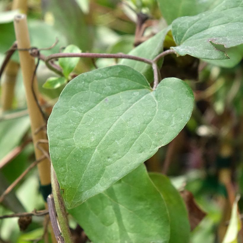 Clématite Honora (Feuillage)