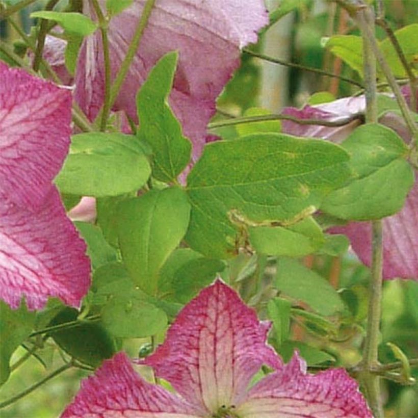 Clématite - Clematis I am Happy (Feuillage)