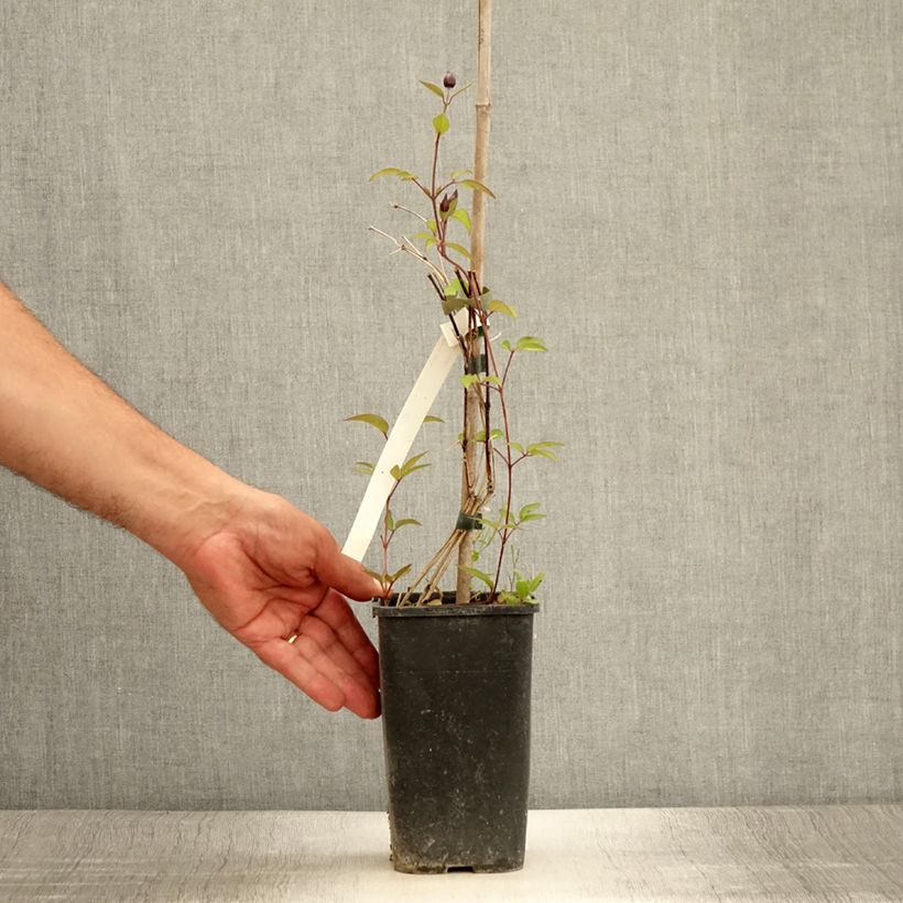Spécimen de Clématite integrifolia - Clematis integrifolia Blue Boy Pot de 1,5L/2L tel que livré en été