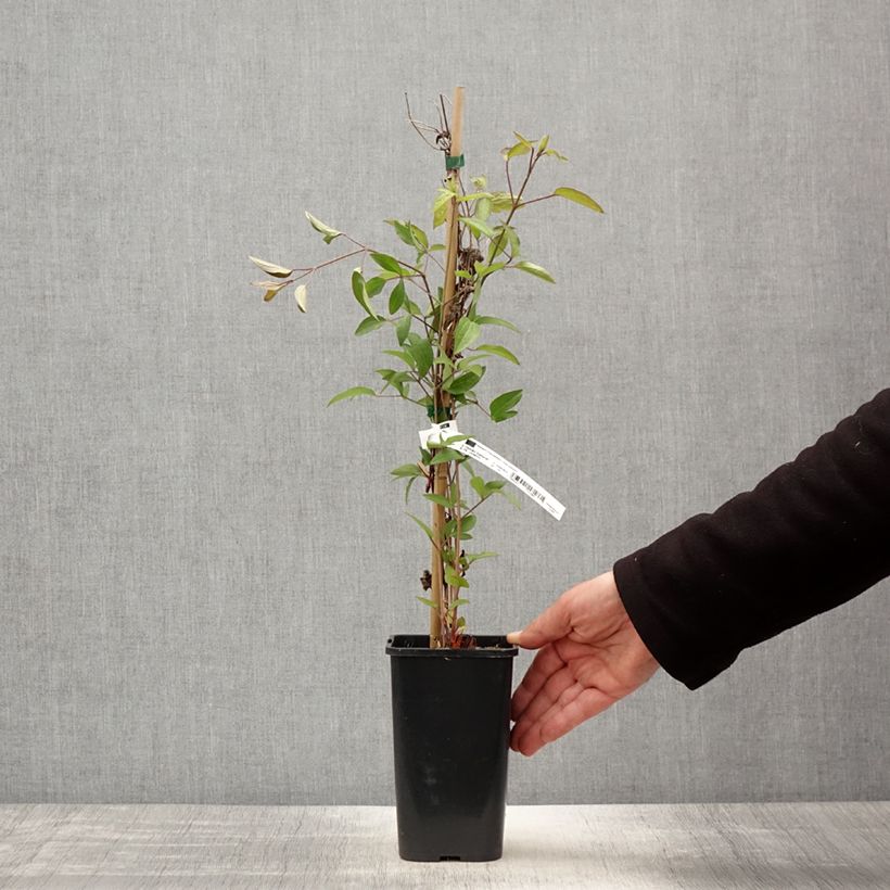 Spécimen de Clématite integrifolia - Clematis integrifolia Blue Boy pot de 1,5l/2l tel que livré au printemps