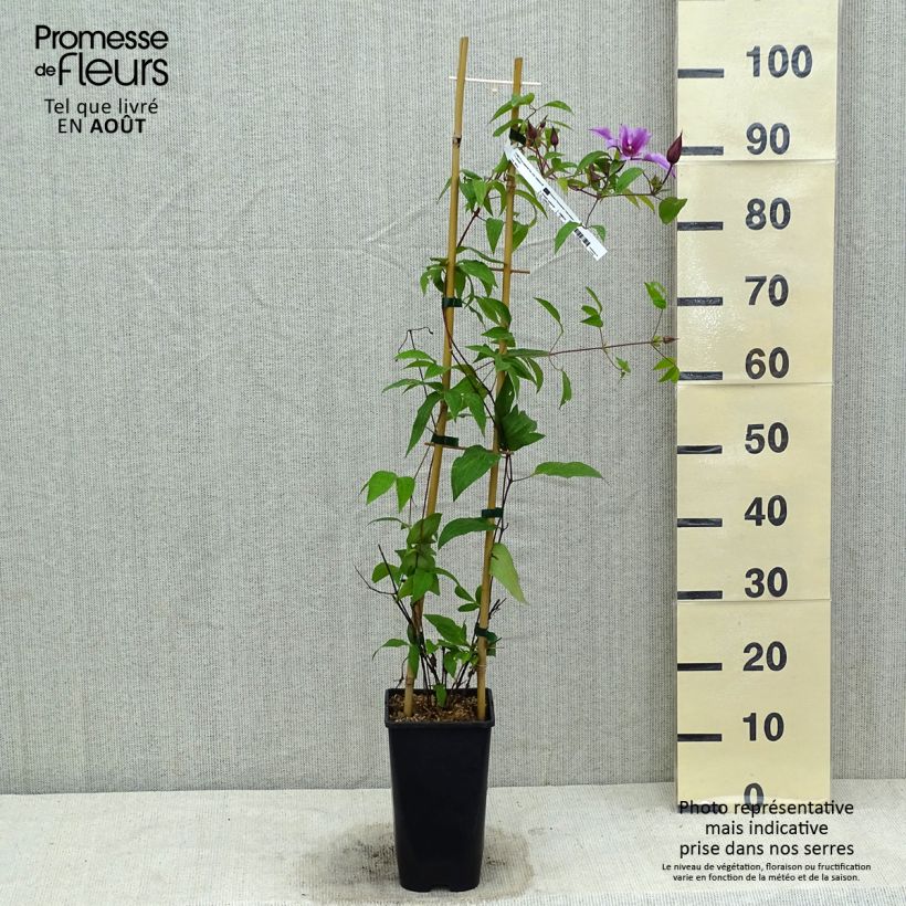 Spécimen de Clématite integrifolia Saphyra Duo Rose Pot de 2L/3L tel que livré en été