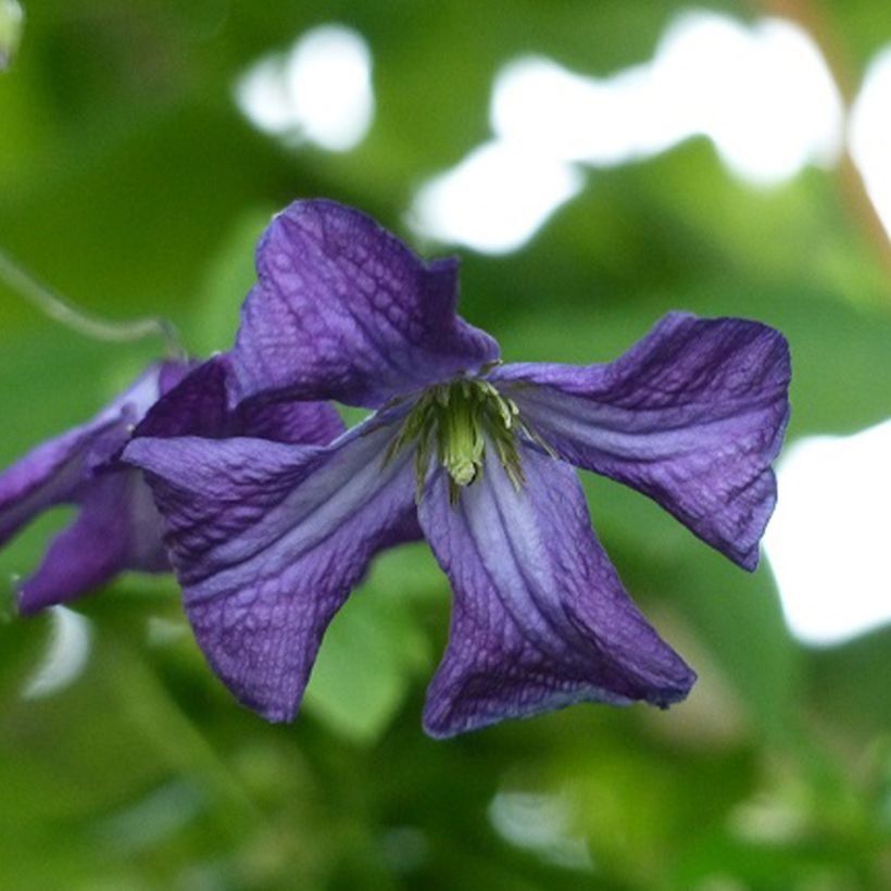 Clématite italienne - Clematis viticella (Floraison)