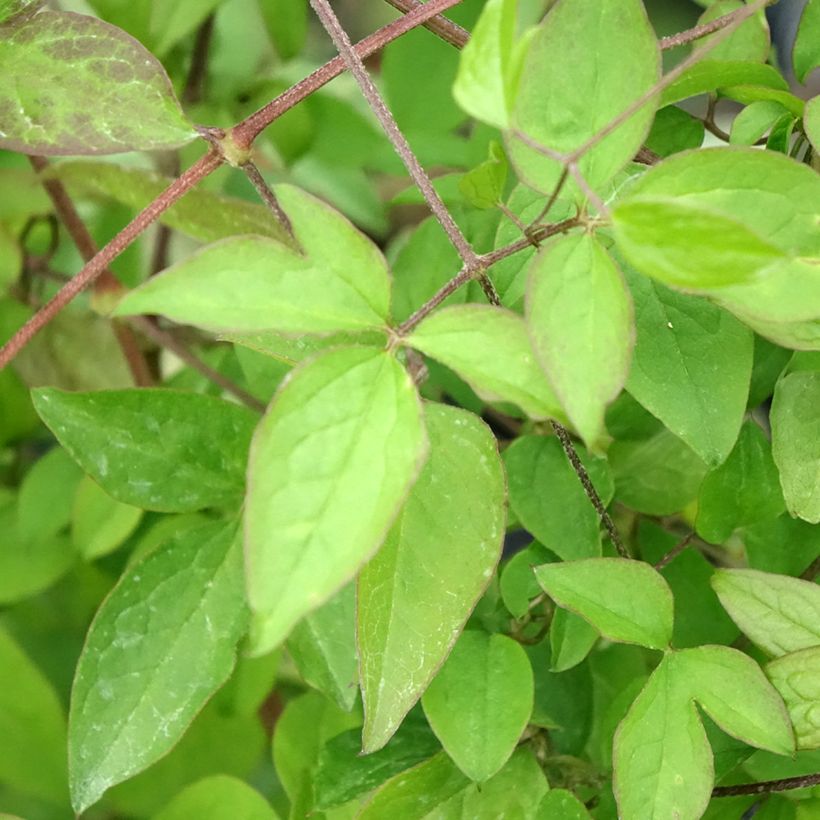 Clématite italienne - Clematis viticella (Feuillage)