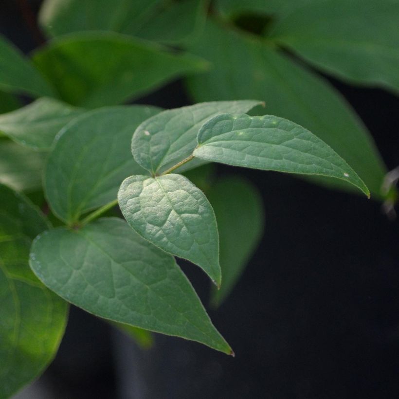 Clématite - Clematis Jan Fopman (Feuillage)