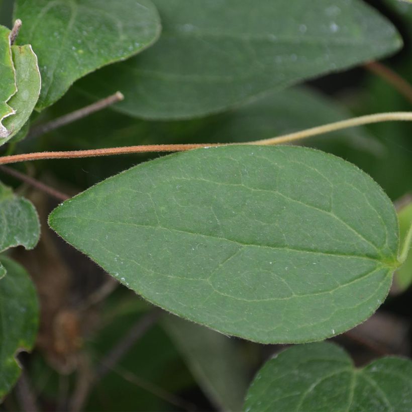 Clématite - Clematis Juuli (Feuillage)