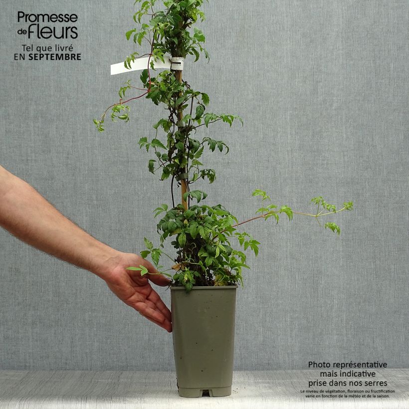Spécimen de Clématite macropetala - Clematis macropetala Willy Pot de 2L/3L tel que livré en automne