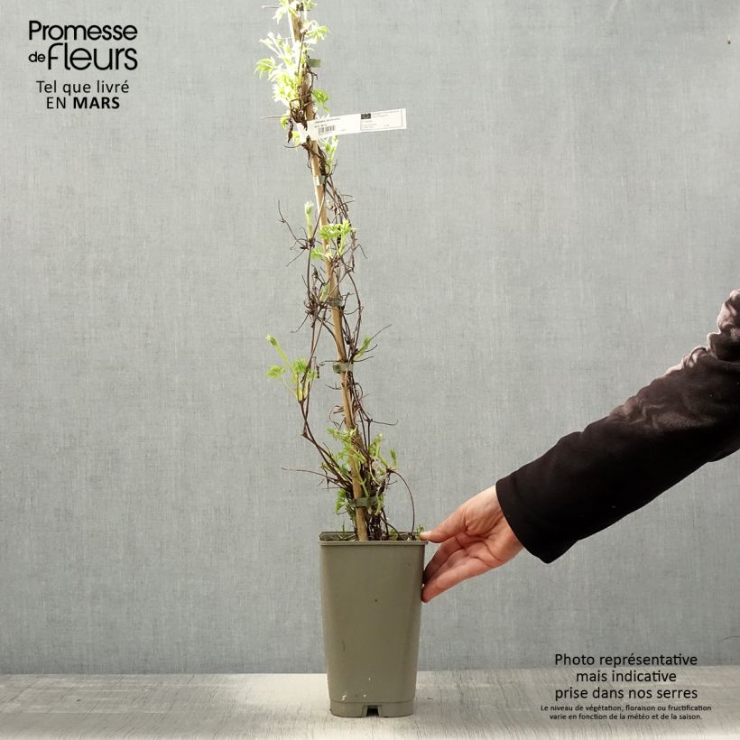 Spécimen de Clématite macropetala - Clematis macropetala Willy Pot de 2L./3L. tel que livré au printemps