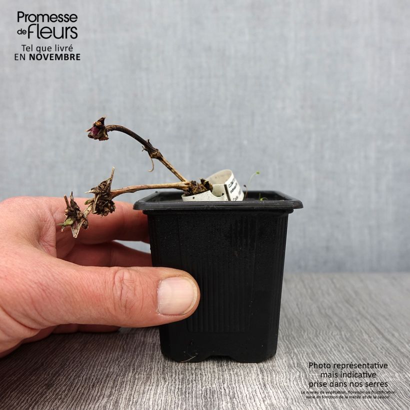 Spécimen de Clématite macropetala Godet de 8/9 cm tel que livré en automne