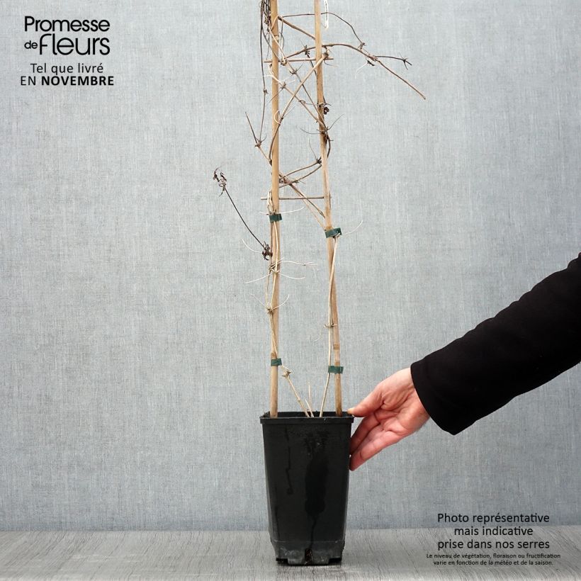 Spécimen de Clématite macropetala Pot de 3L/4L tel que livré en automne