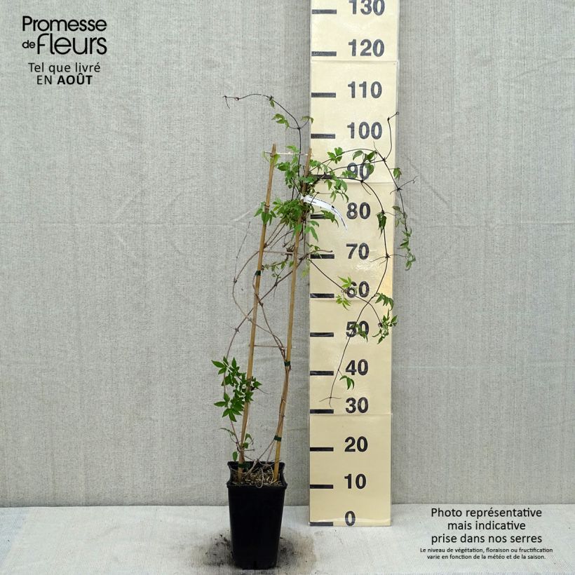 Spécimen de Clématite macropetala Pot de 3L/4L tel que livré en été