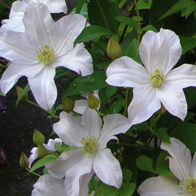 Clématite Mme Lecoultre (Floraison)