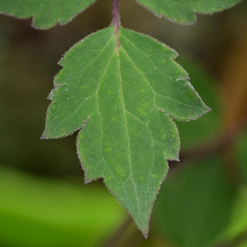 Clématite - Clematis montana Giant Star (Feuillage)