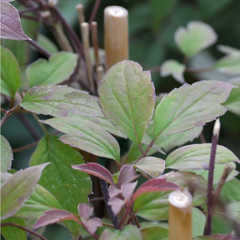 Clématite - Clematis montana Rosebud (Feuillage)