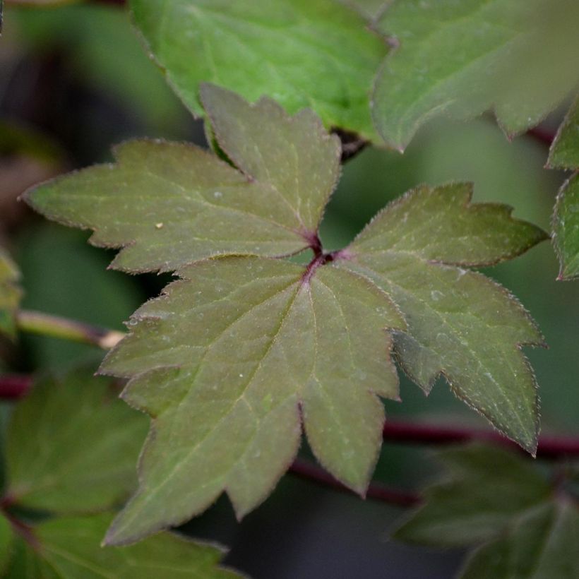 Clématite - Clematis montana Sans Soucis (Feuillage)