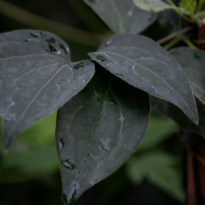 Clématite - Clematis Nelly Moser (Feuillage)