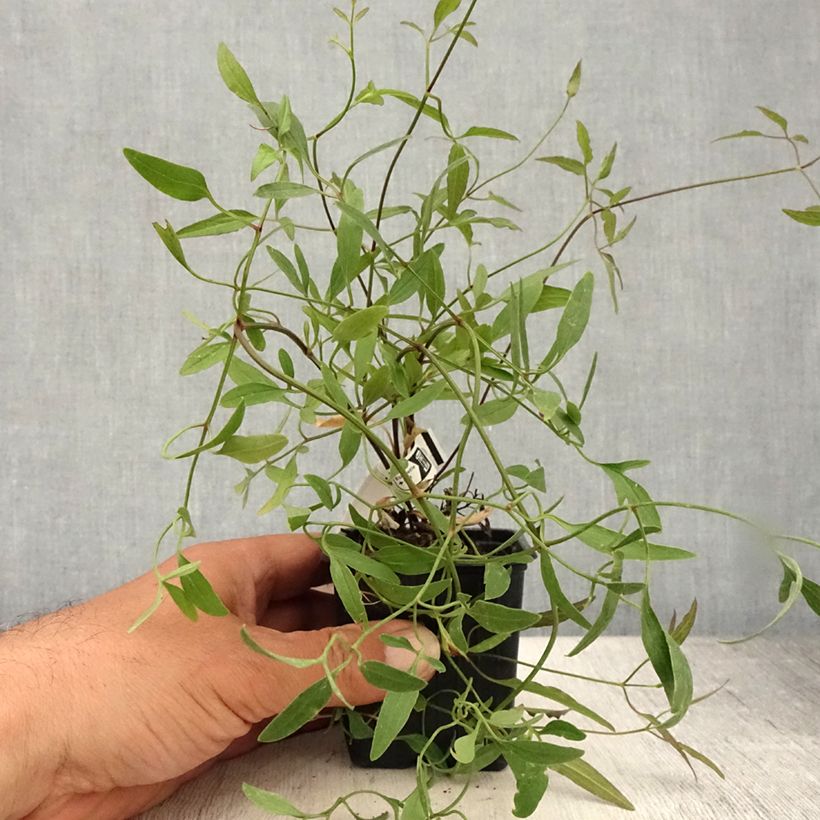 Spécimen de Clématite odorante - Clematis flammula Godet de 8/9 cm tel que livré en été