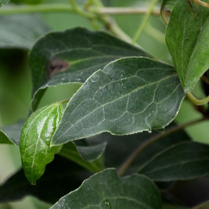 Clématite - Clematis Omoshiro (Feuillage)