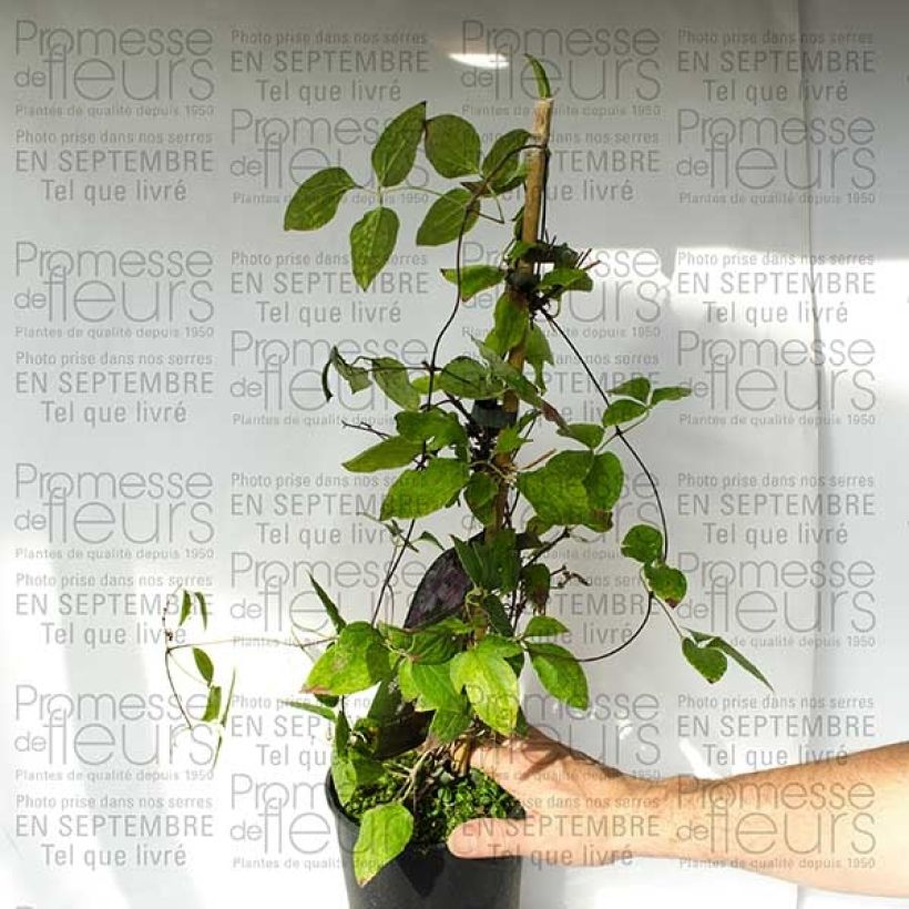 Exemple de spécimen de Clématite - Clematis Parasol tel que livré