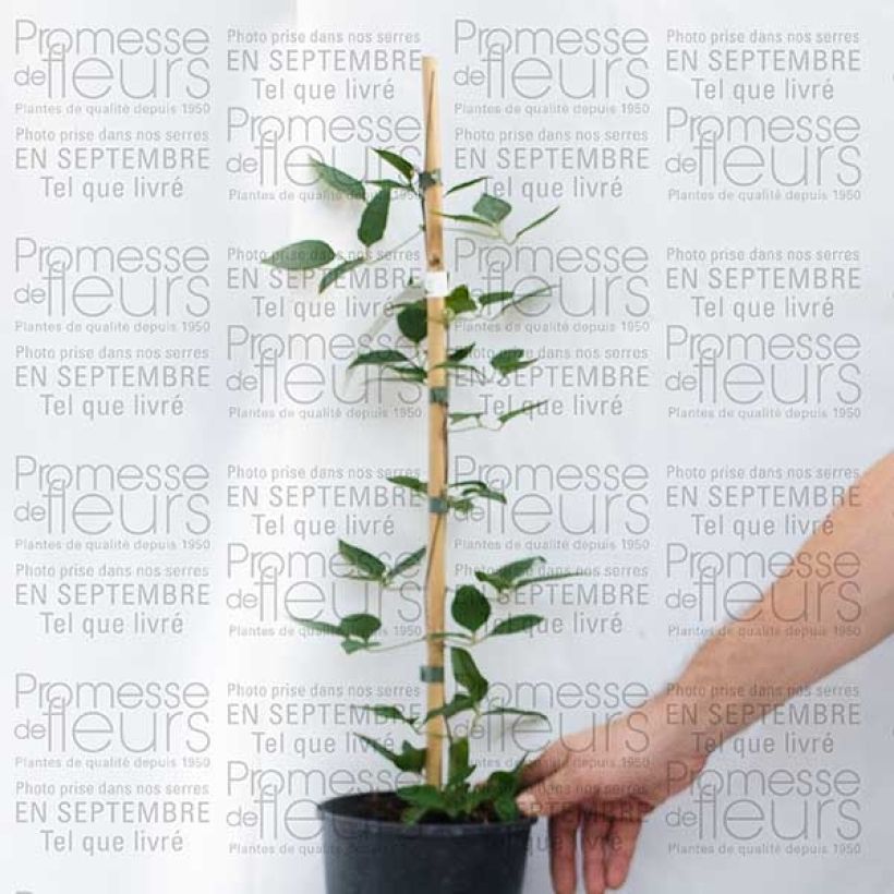 Exemple de spécimen de Clématite - Clematis Prinsesse Alexandra Pot de 2L/3LHauteur livrée env. 40/50cm tel que livré