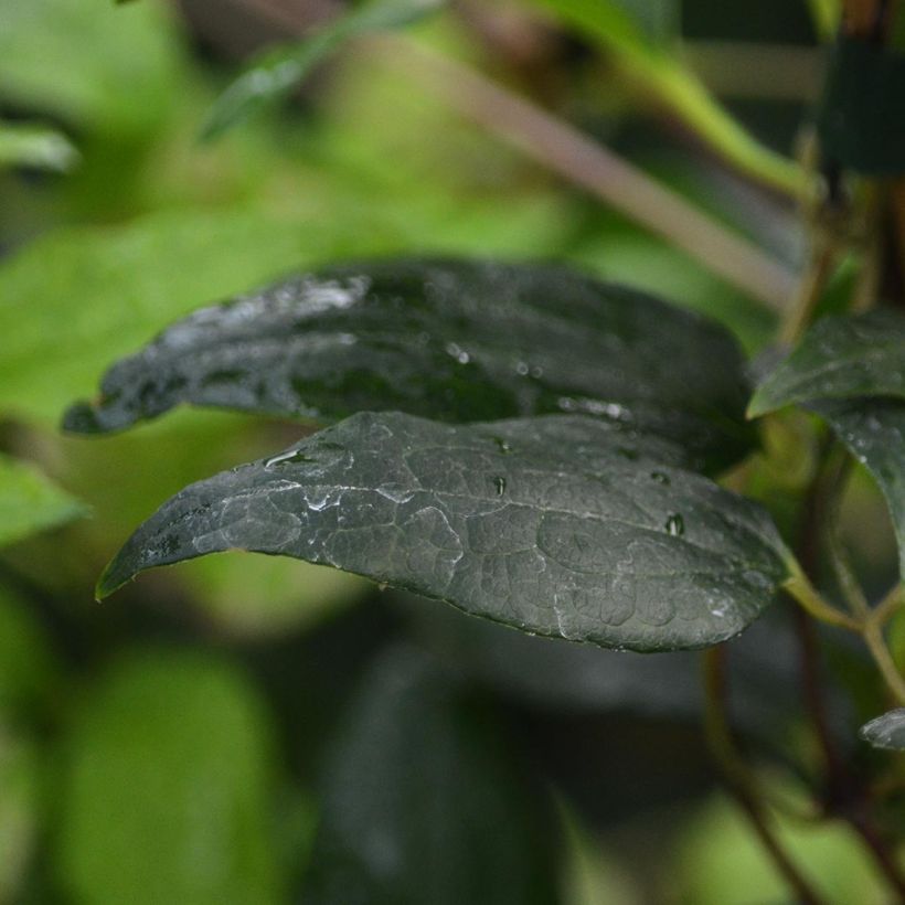 Clématite - Clematis Proteus (Feuillage)