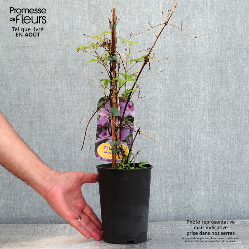 Spécimen de Clématite Proud Mary Pot de 2L/3L tel que livré en été