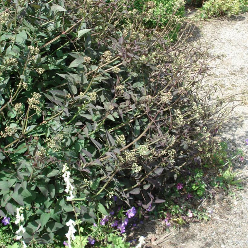 Clématite Herbacée Recta Purpurea (Port)