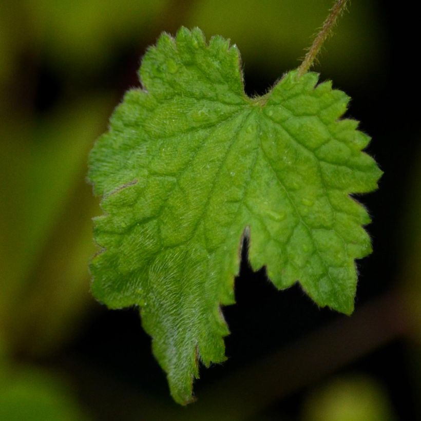 Clématite - Clematis rehderiana (Feuillage)