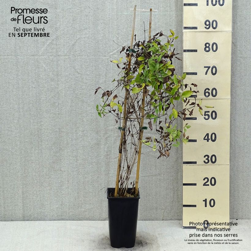 Spécimen de Clématite Saphyra Violetta Pot de 2L/3L tel que livré en été