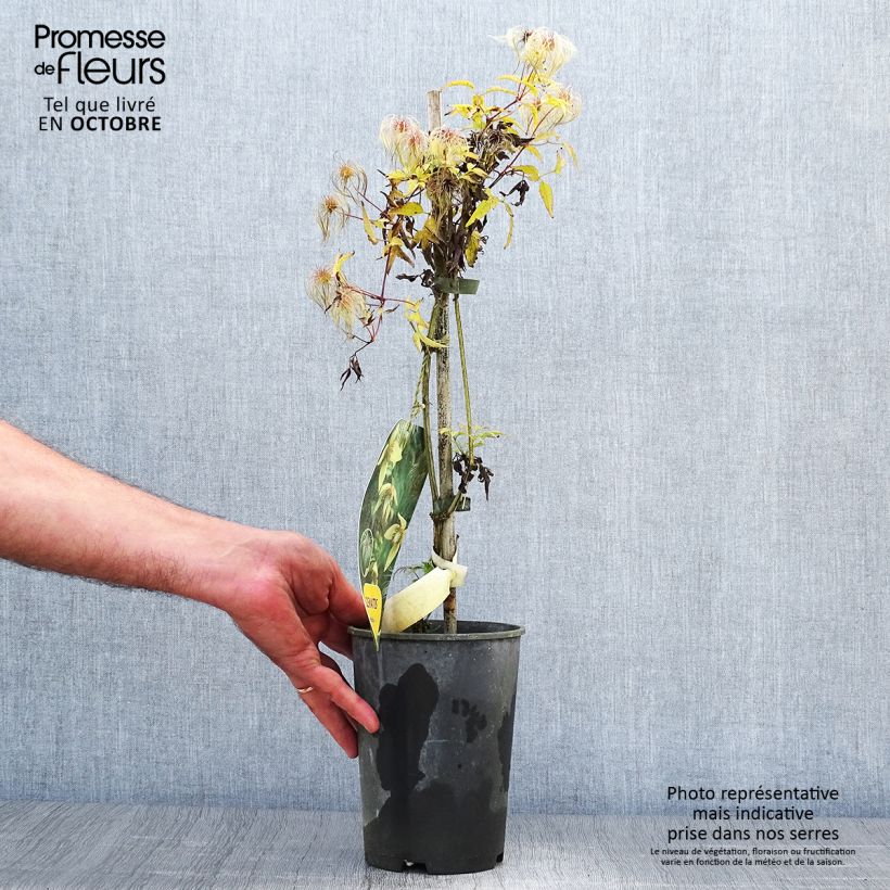 Spécimen de Clématite - Clematis serratifolia Pot de 1,5L/2L tel que livré en automne