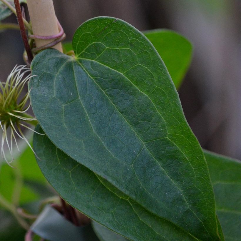 Clématite - Clematis Snow Queen (Feuillage)