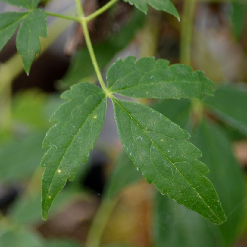 Clématite - Clematis Spiky (Feuillage)