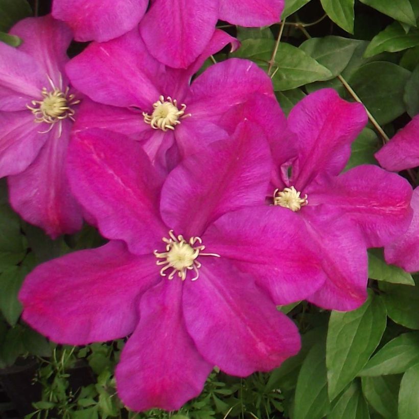 Clématite - Clematis Sunset (Floraison)