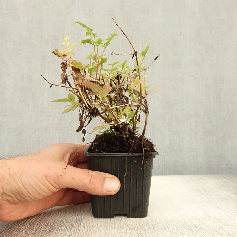 Spécimen de Clématite tangutica Godet de 8/9 cm tel que livré en automne