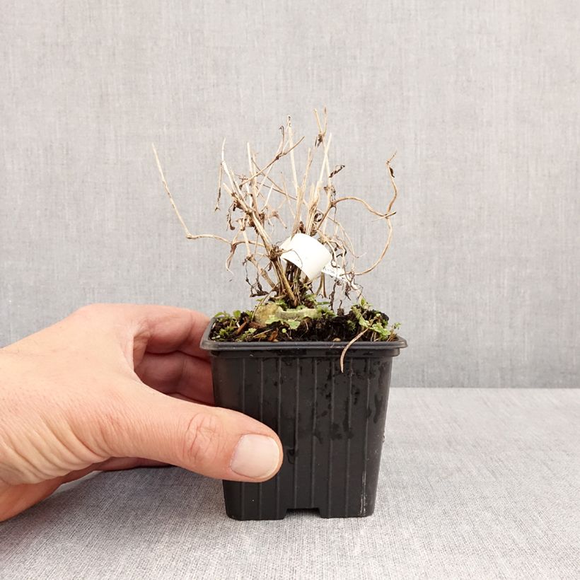 Spécimen de Clématite tangutica - Clematis tangutica en godet de 9cm tel que livré au printemps