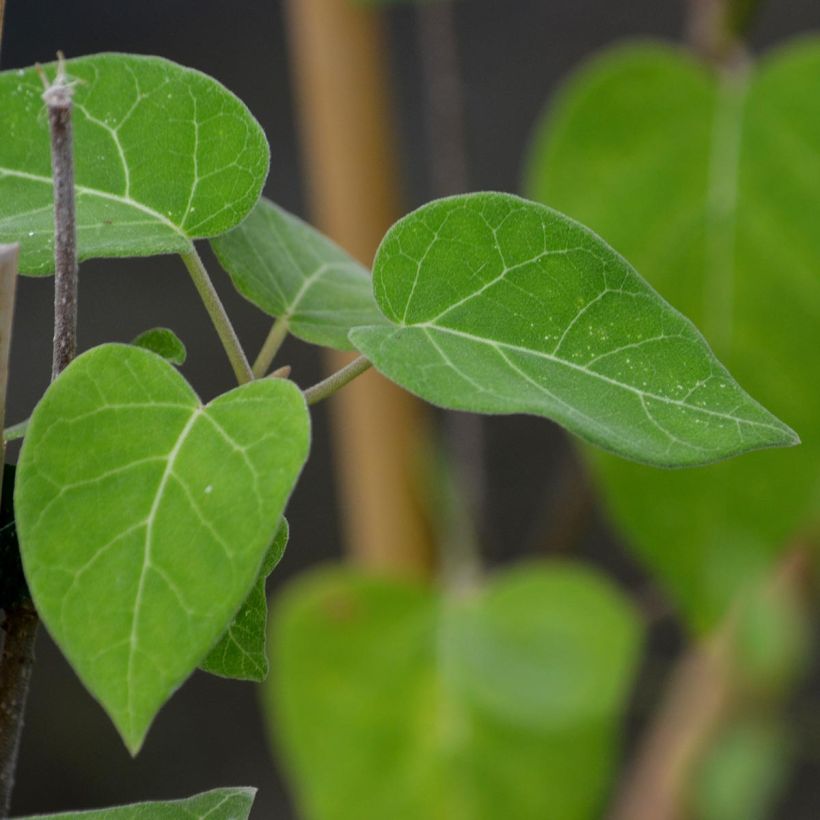 Clématite - Clematis Venosa Violacea (Feuillage)