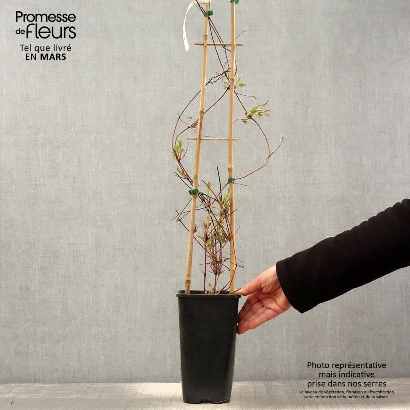 Spécimen de Clématite viticella John Howells pot 2L/3L tel que livré au printemps