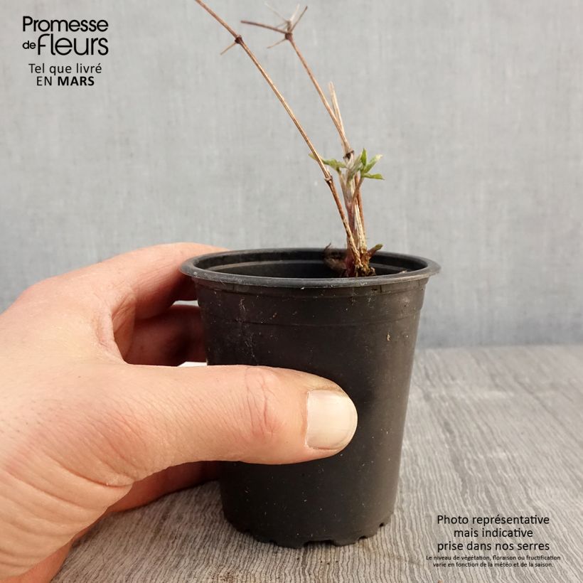 Spécimen de Clématite viticella Purpurea Plena Elegans  en godet de 9cm tel que livré au printemps