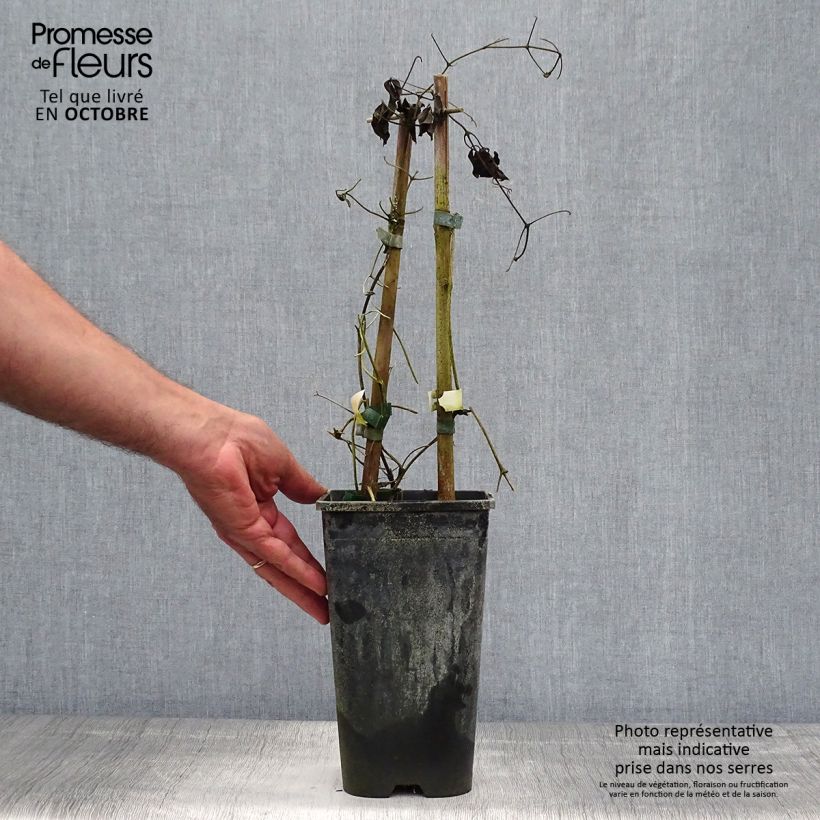 Spécimen de Clématite Whoopi Pot de 2L/3L tel que livré en automne