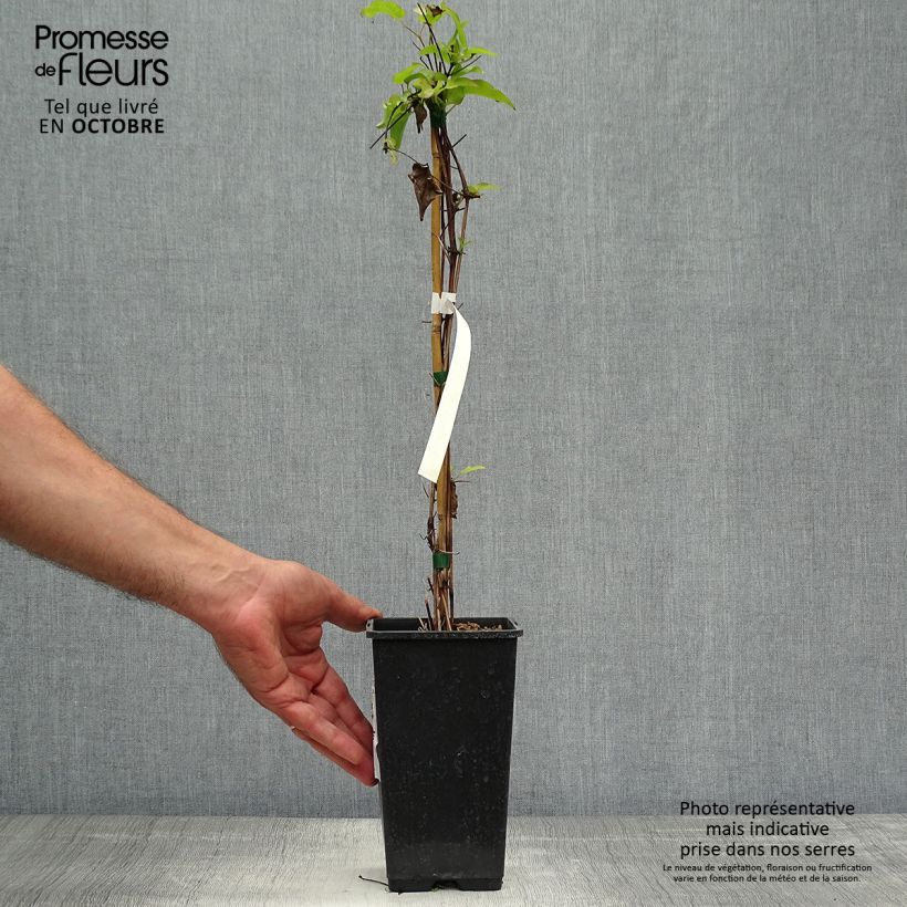 Spécimen de Clématite Wildfire Pot de 1,5L/2L tel que livré en automne