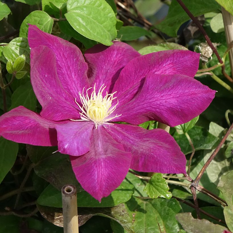Clématite Wildfire (Floraison)